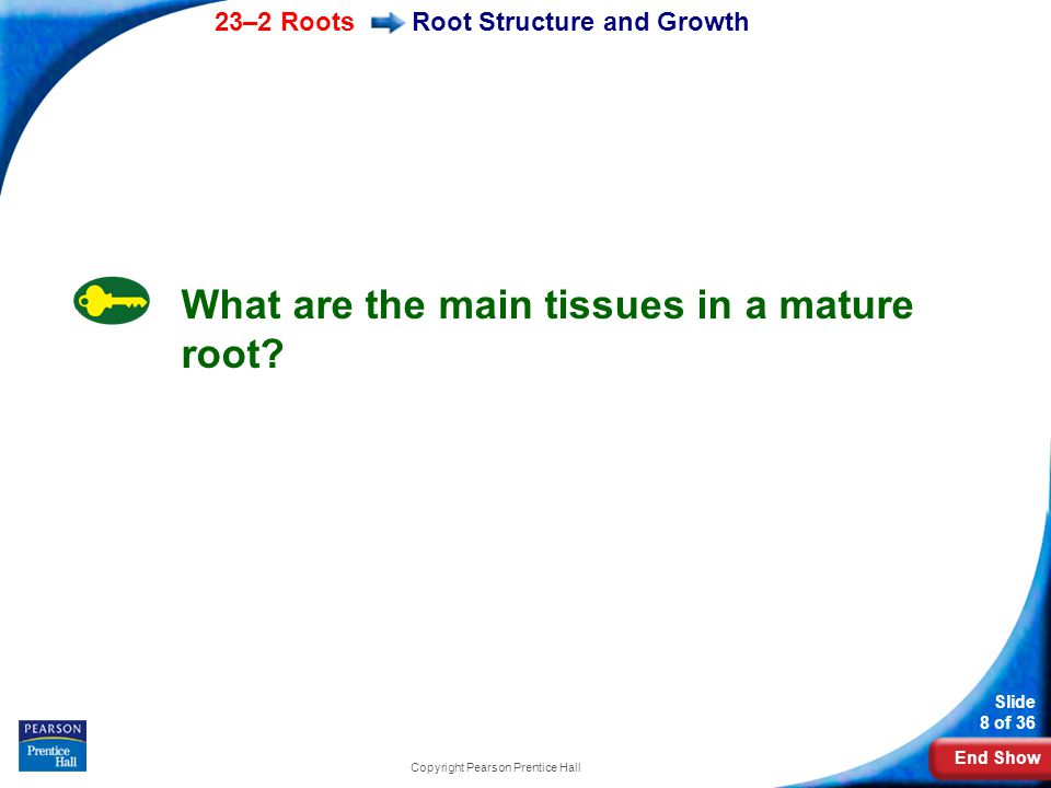 End Show 23–2 Roots Slide 8 of 36 Copyright Pearson Prentice Hall Root Structure and Growth What are the main tissues in a mature root