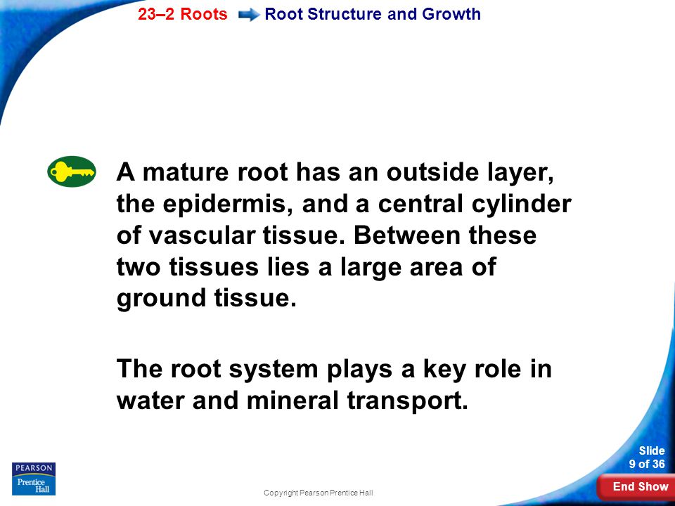 End Show 23–2 Roots Slide 9 of 36 Copyright Pearson Prentice Hall Root Structure and Growth A mature root has an outside layer, the epidermis, and a central cylinder of vascular tissue.