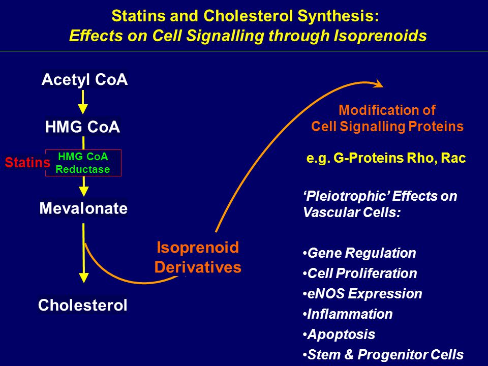 Statins and Cholesterol Synthesis: Effects on Cell Signalling through Isoprenoids Acetyl CoA HMG CoA Mevalonate Cholesterol HMG CoA Reductase Isoprenoid Derivatives Modification of Cell Signalling Proteins e.g.