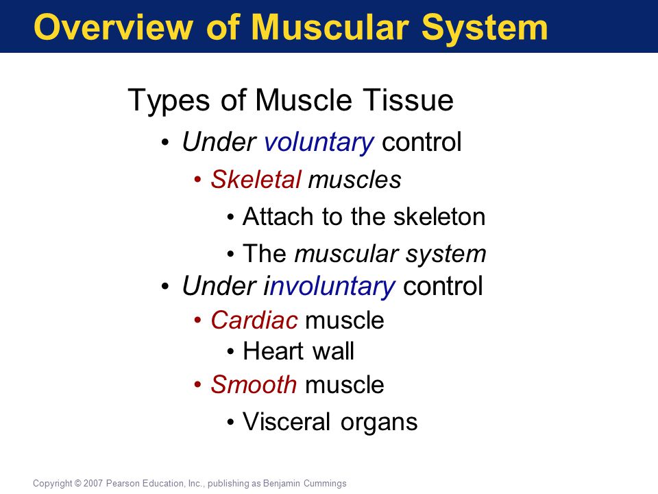 an overview of muscles an overview of muscles