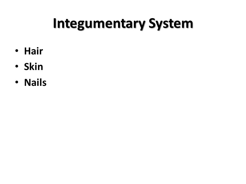 Integumentary System Hair Skin Nails