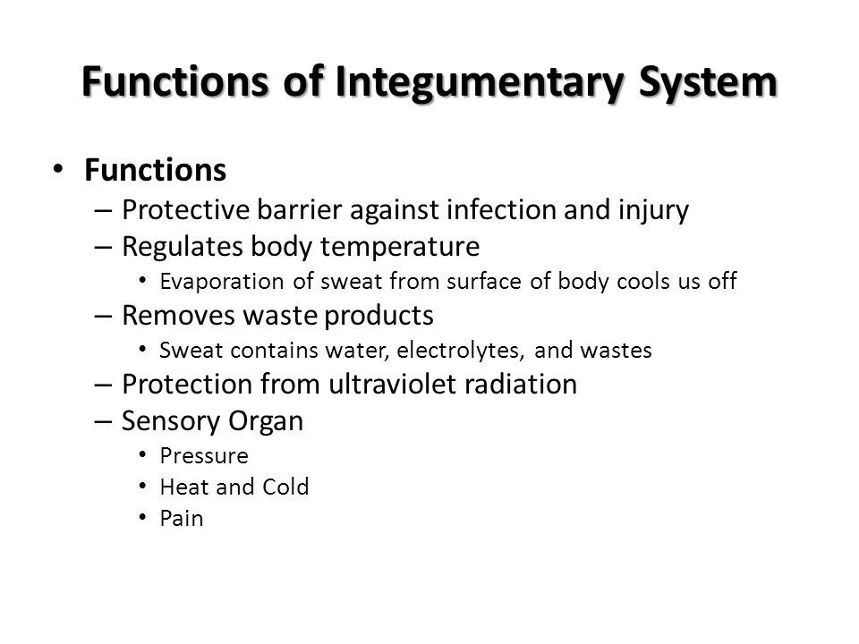 Functions of Integumentary System Functions – Protective barrier against infection and injury – Regulates body temperature Evaporation of sweat from surface of body cools us off – Removes waste products Sweat contains water, electrolytes, and wastes – Protection from ultraviolet radiation – Sensory Organ Pressure Heat and Cold Pain