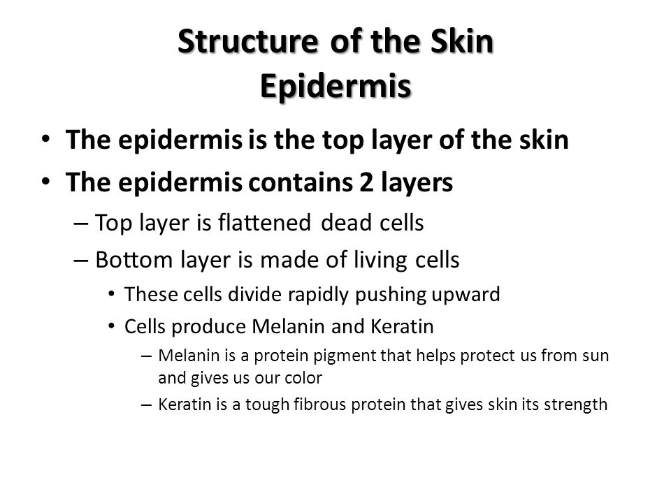 Structure of the Skin Epidermis The epidermis is the top layer of the skin The epidermis contains 2 layers – Top layer is flattened dead cells – Bottom layer is made of living cells These cells divide rapidly pushing upward Cells produce Melanin and Keratin – Melanin is a protein pigment that helps protect us from sun and gives us our color – Keratin is a tough fibrous protein that gives skin its strength
