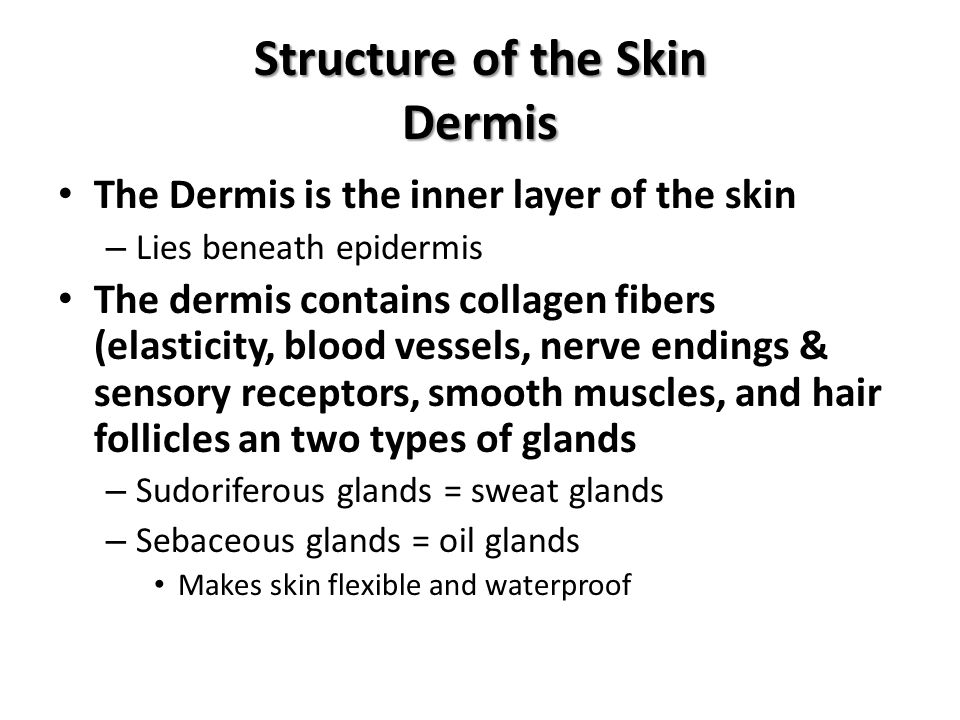Structure of the Skin Dermis The Dermis is the inner layer of the skin – Lies beneath epidermis The dermis contains collagen fibers (elasticity, blood vessels, nerve endings & sensory receptors, smooth muscles, and hair follicles an two types of glands – Sudoriferous glands = sweat glands – Sebaceous glands = oil glands Makes skin flexible and waterproof