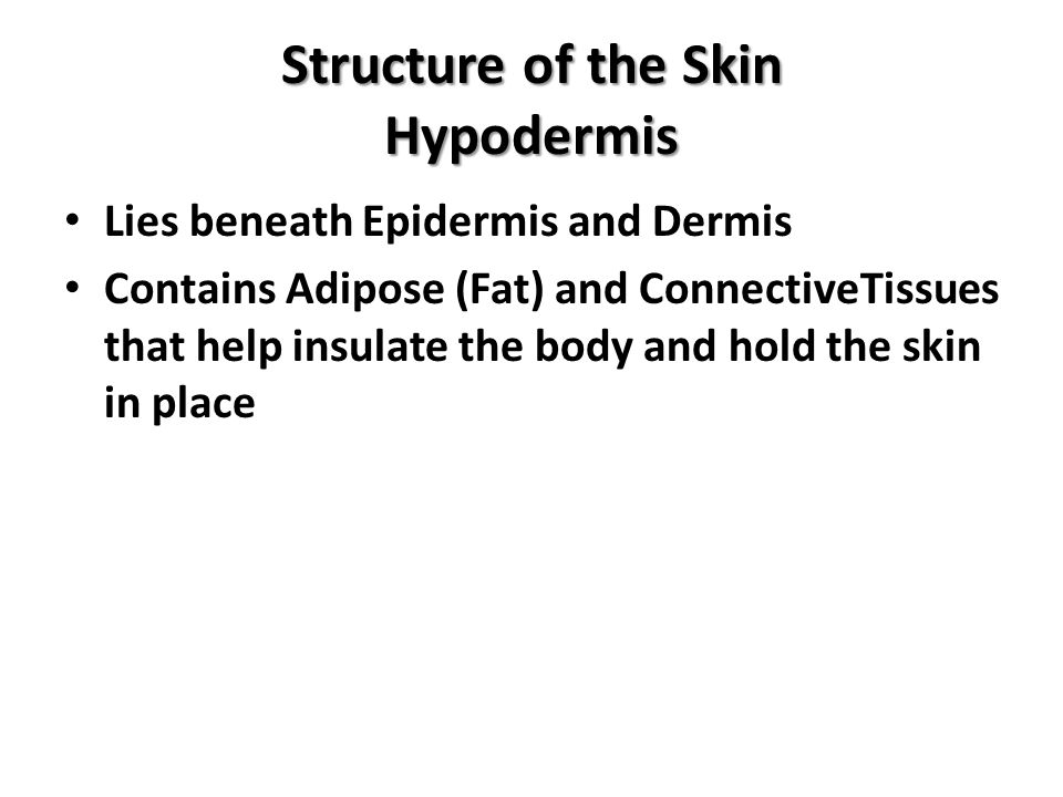 Structure of the Skin Hypodermis Lies beneath Epidermis and Dermis Contains Adipose (Fat) and ConnectiveTissues that help insulate the body and hold the skin in place