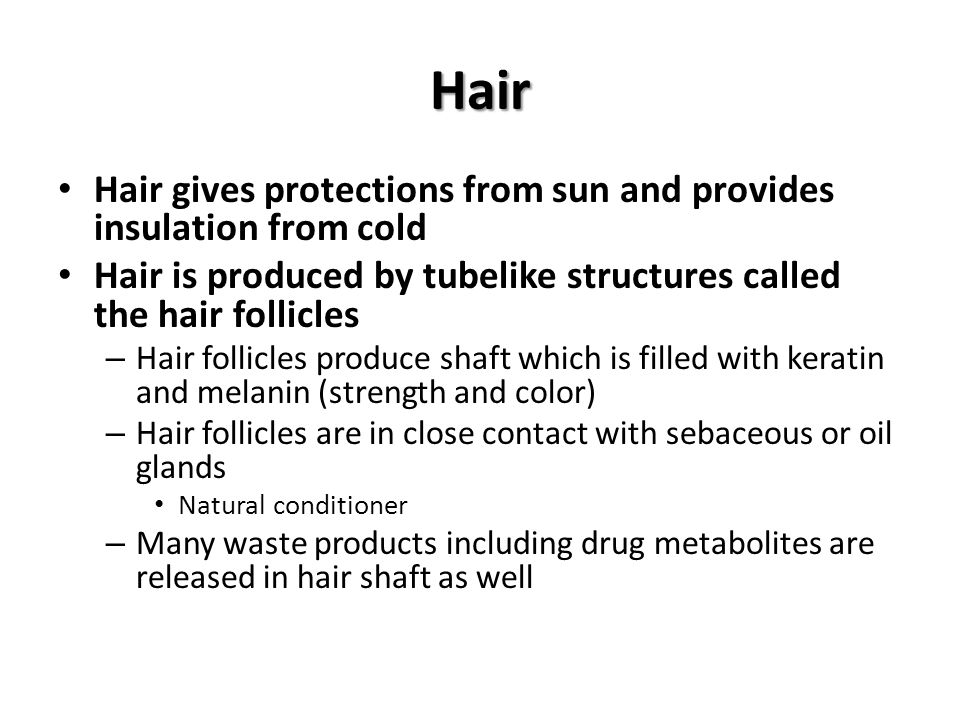 Hair Hair gives protections from sun and provides insulation from cold Hair is produced by tubelike structures called the hair follicles – Hair follicles produce shaft which is filled with keratin and melanin (strength and color) – Hair follicles are in close contact with sebaceous or oil glands Natural conditioner – Many waste products including drug metabolites are released in hair shaft as well