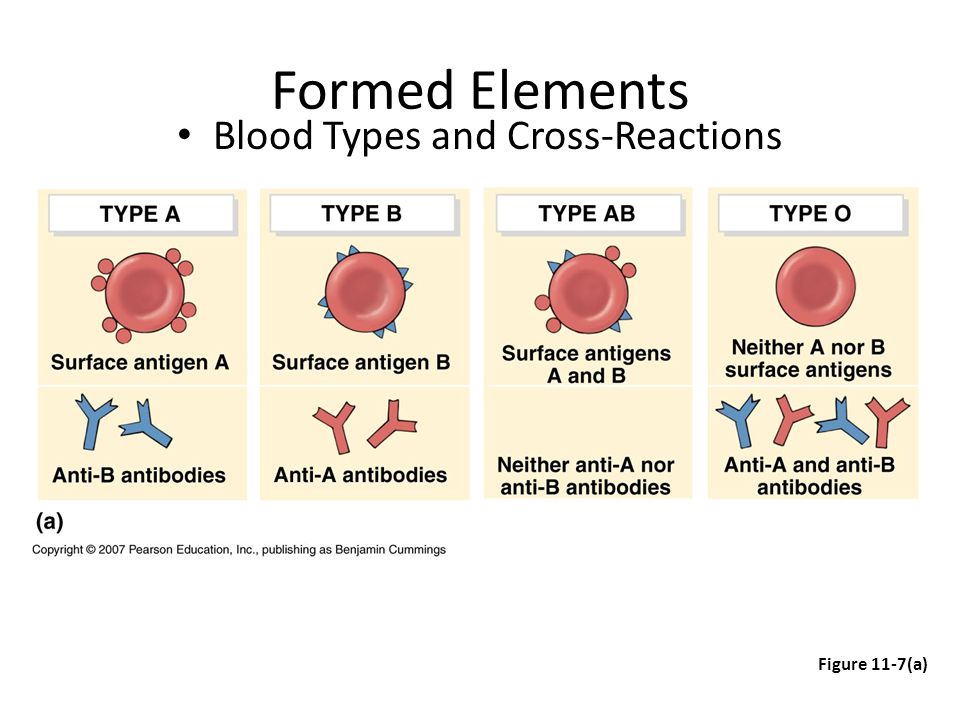 Formed Elements Blood Types and Cross-Reactions Figure 11-7(a)