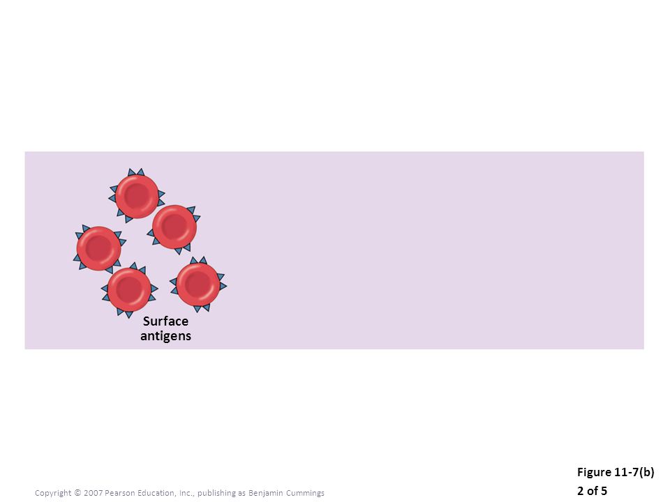 Figure 11-7(b) 2 of 5 Copyright © 2007 Pearson Education, Inc., publishing as Benjamin Cummings Surface antigens