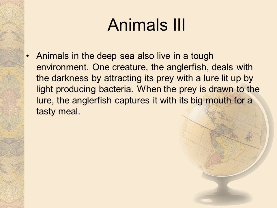 Animals III Animals in the deep sea also live in a tough environment.