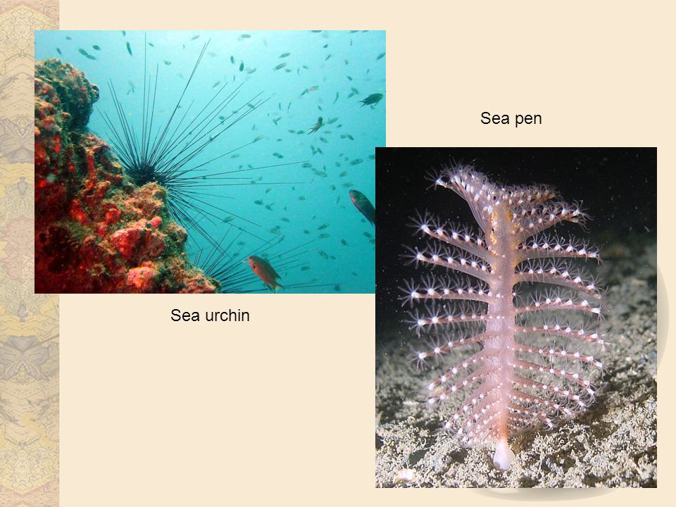 Sea urchin Sea pen