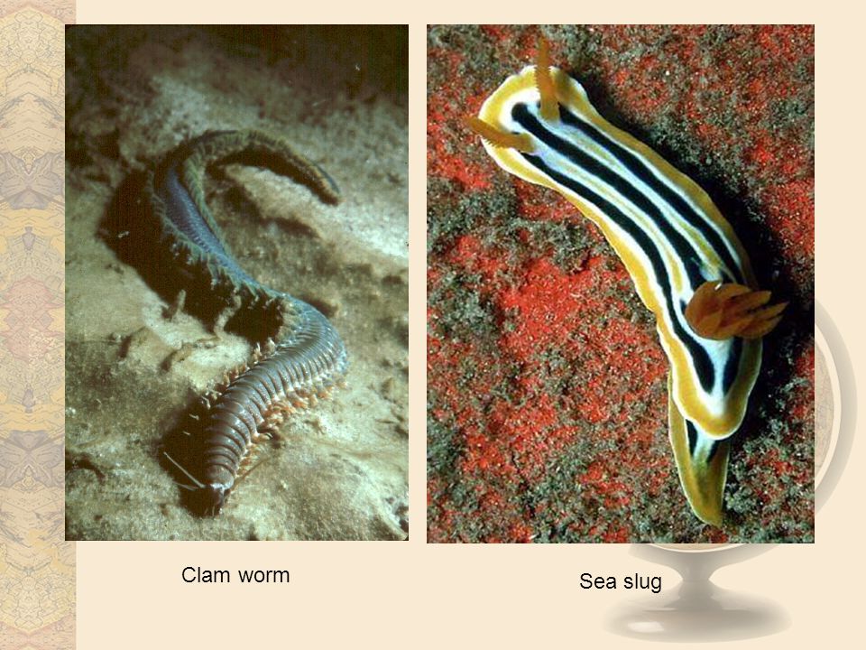 Clam worm Sea slug