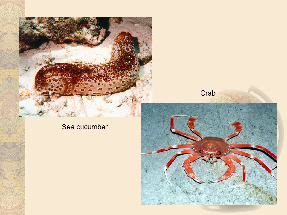 Sea cucumber Crab