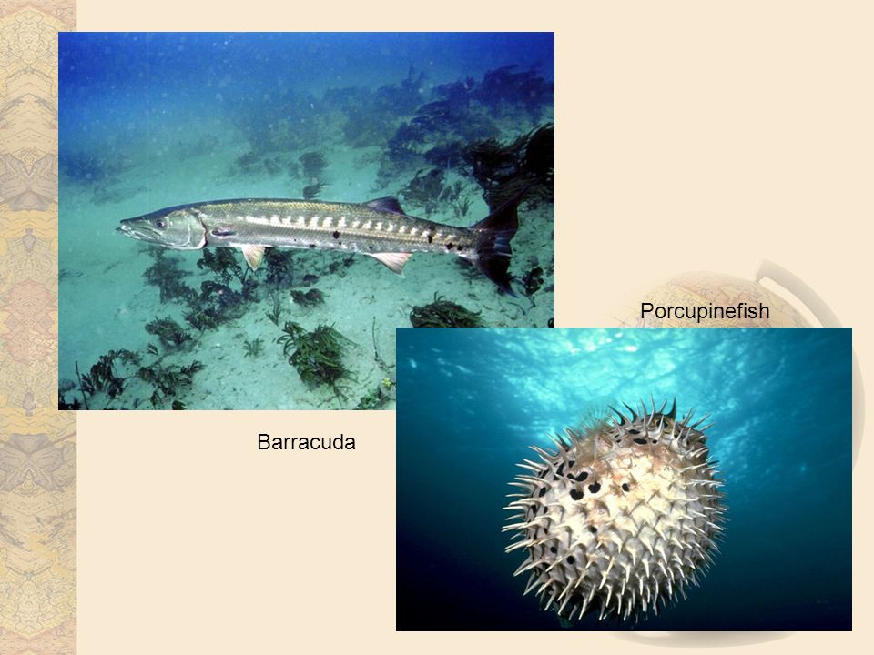 Barracuda Porcupinefish