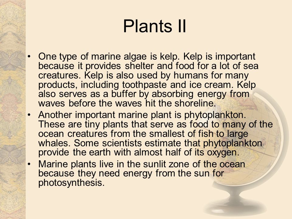 Plants II One type of marine algae is kelp.