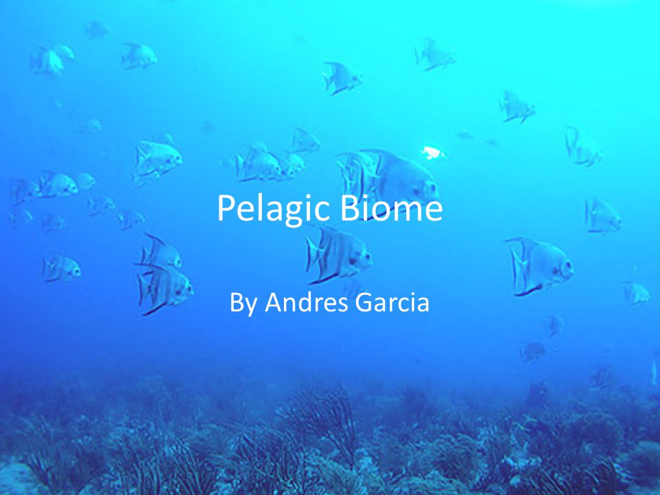 Pelagic Biome By Andres Garcia