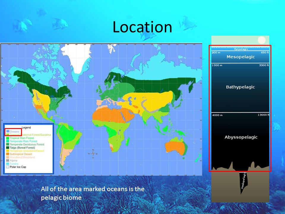 Location All of the area marked oceans is the pelagic biome