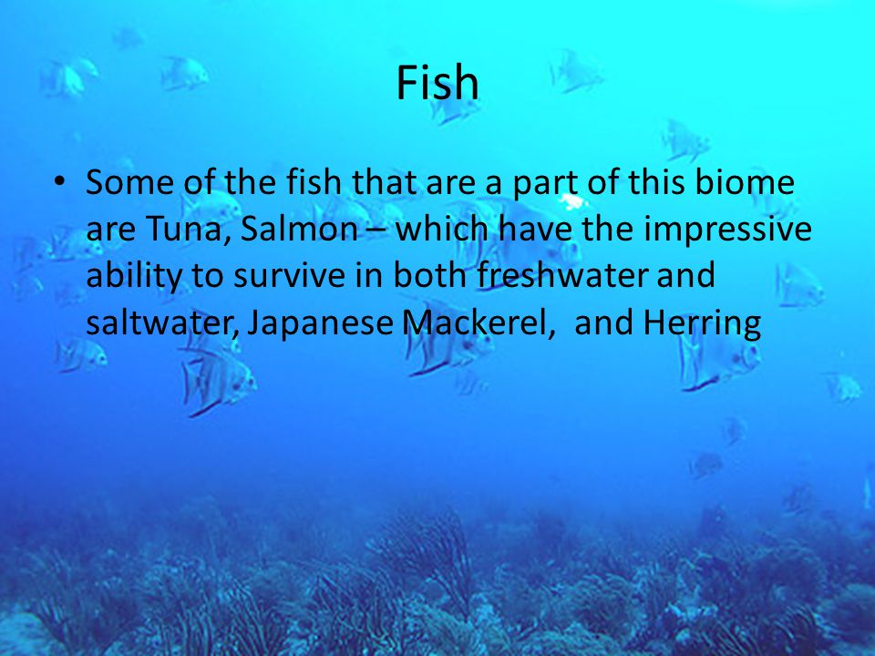 Fish Some of the fish that are a part of this biome are Tuna, Salmon – which have the impressive ability to survive in both freshwater and saltwater, Japanese Mackerel, and Herring