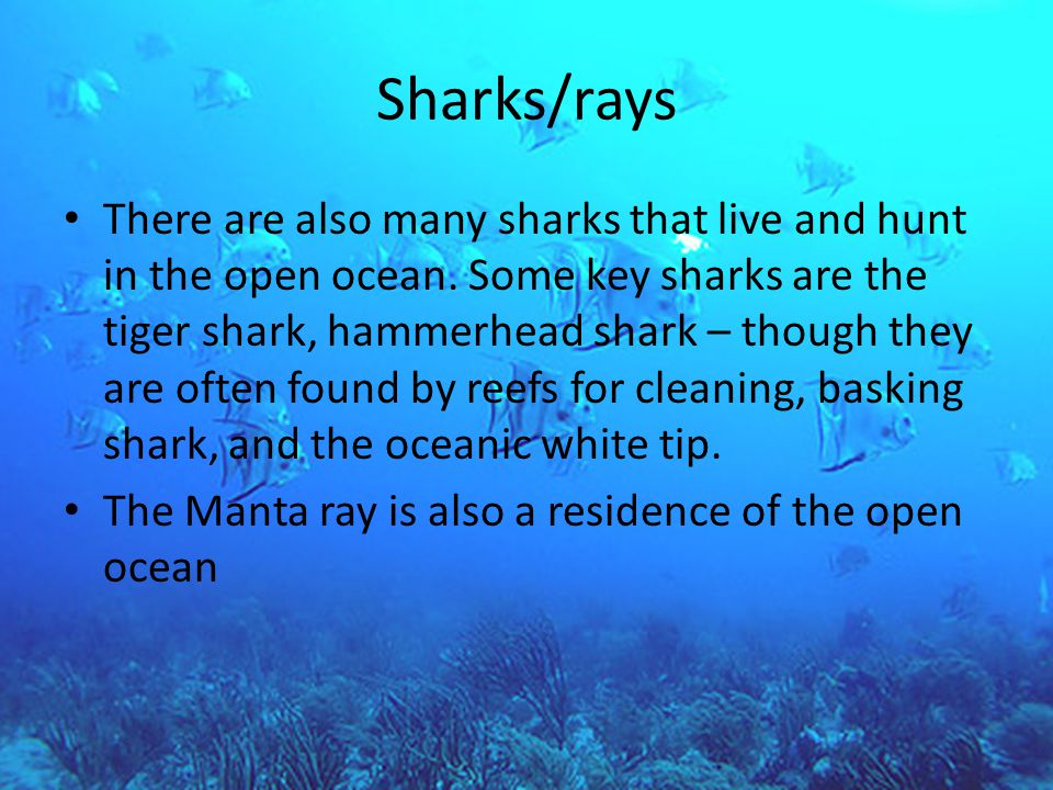 Sharks/rays There are also many sharks that live and hunt in the open ocean.