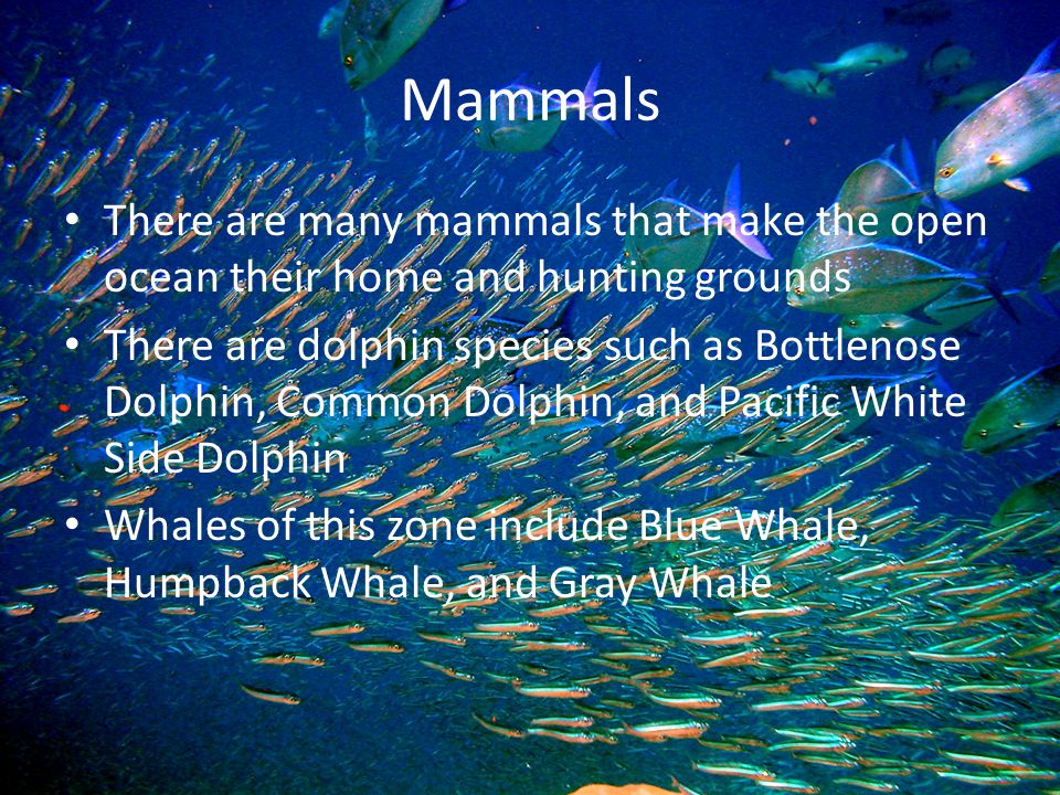 Mammals There are many mammals that make the open ocean their home and hunting grounds There are dolphin species such as Bottlenose Dolphin, Common Dolphin, and Pacific White Side Dolphin Whales of this zone include Blue Whale, Humpback Whale, and Gray Whale