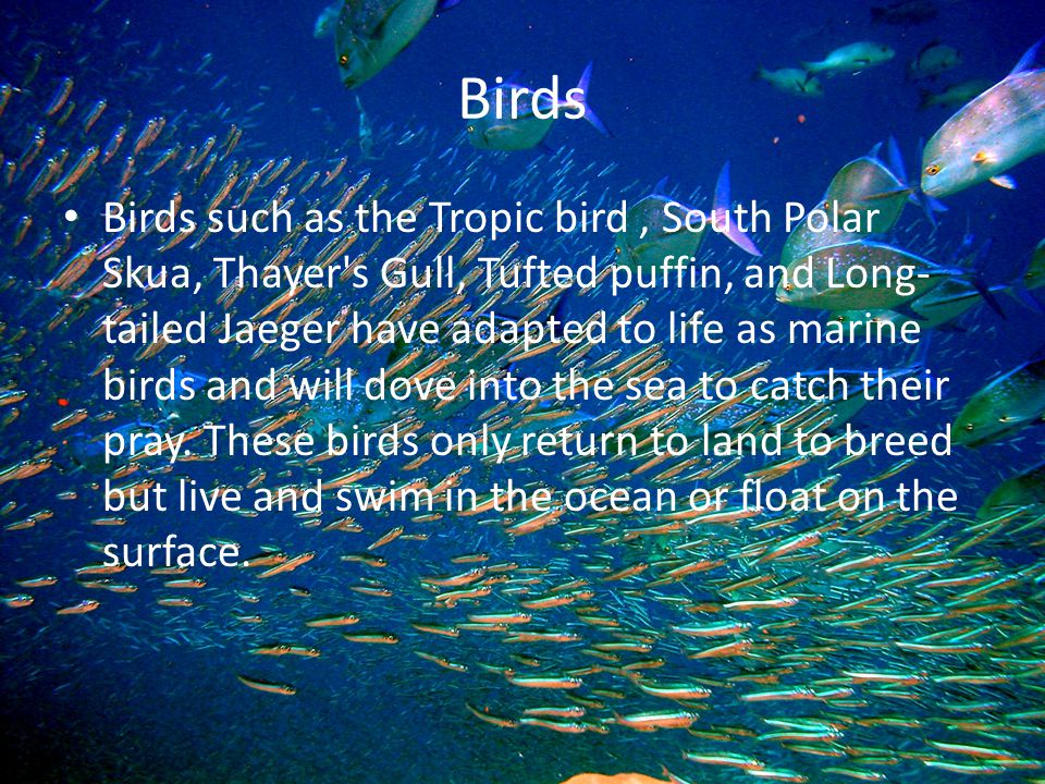 Birds Birds such as the Tropic bird, South Polar Skua, Thayer s Gull, Tufted puffin, and Long- tailed Jaeger have adapted to life as marine birds and will dove into the sea to catch their pray.