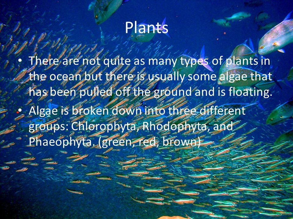Plants There are not quite as many types of plants in the ocean but there is usually some algae that has been pulled off the ground and is floating.