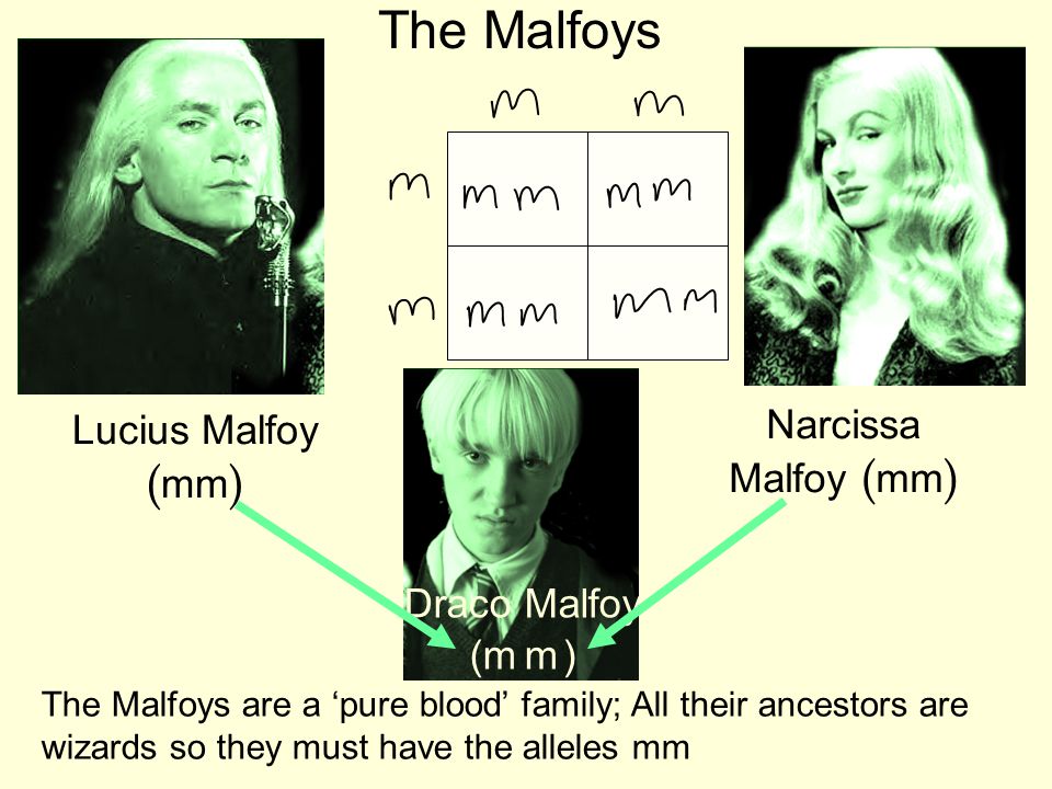 The Malfoys Lucius Malfoy ( mm ) Narcissa Malfoy ( mm ) Draco Malfoy ( ) The Malfoys are a ‘pure blood’ family; All their ancestors are wizards so they must have the alleles mm mm