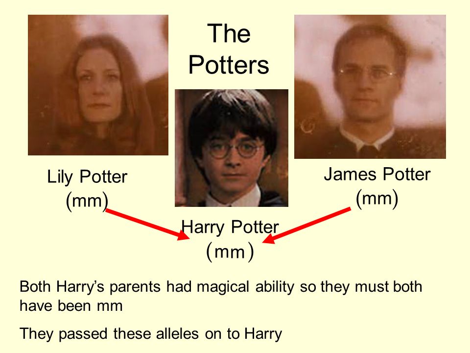 Lily Potter ( mm ) James Potter ( mm ) Harry Potter ( WW ) Both Harry’s parents had magical ability so they must both have been mm They passed these alleles on to Harry The Potters m m