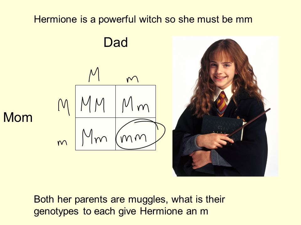 Hermione is a powerful witch so she must be mm Both her parents are muggles, what is their genotypes to each give Hermione an m mm Mom Dad