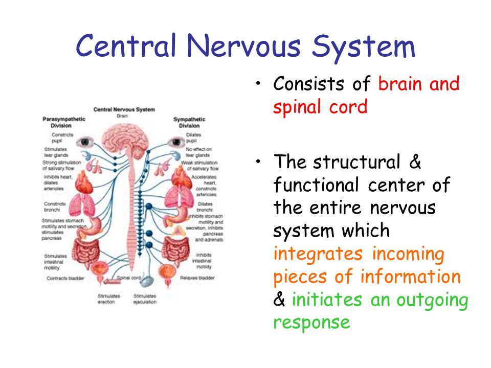 essay on human nervous system essay on human nervous system