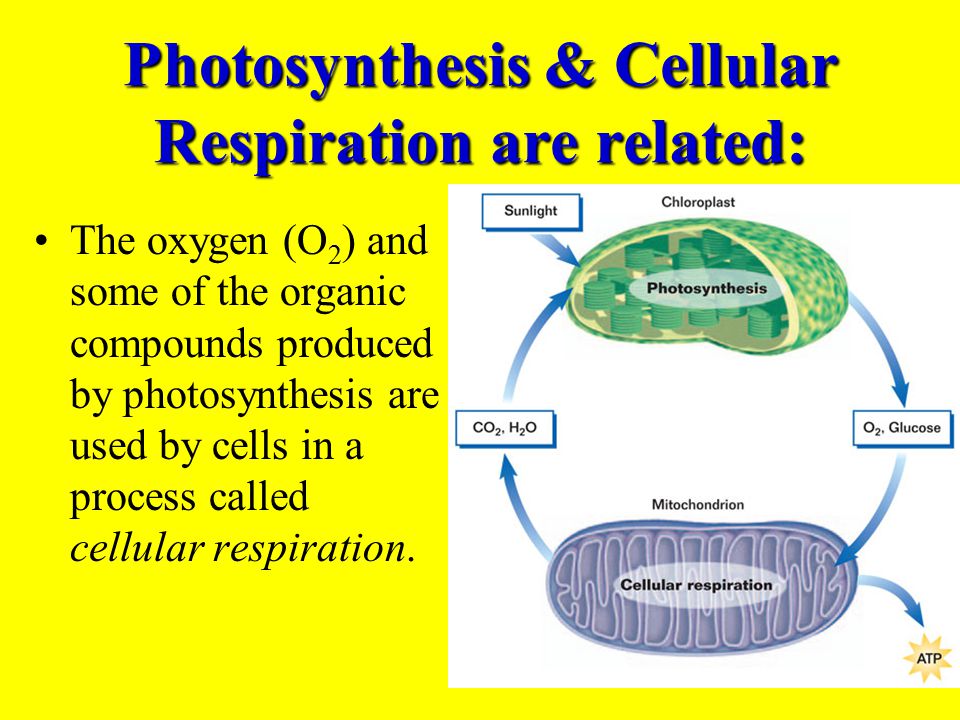 How Are The Chemical Equations For Photosynthesis And Cellular How Are The Equations For Photosynthesis And Cellular Respiration