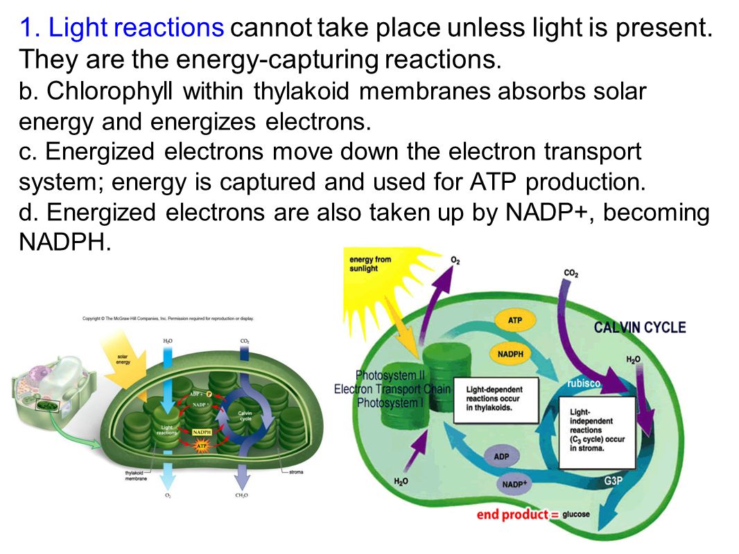 investigation of the light dependent electron transport using the dcpip 2014 biol1001 photosynthesis report received a credit of light are able variety of conditions in light dependent electron transport using dcpip. investigation of the light dependent electron transport using the dcpip 2014 biol1001 photosynthesis report received a credit of light are able variety of conditions in light dependent electron transport using dcpip.