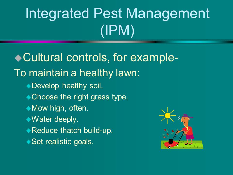 Integrated Pest Management (IPM) u Cultural controls, for example- To maintain a healthy lawn: u Develop healthy soil.