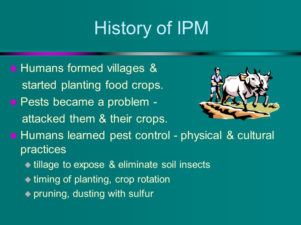 History of IPM u Humans formed villages & started planting food crops.