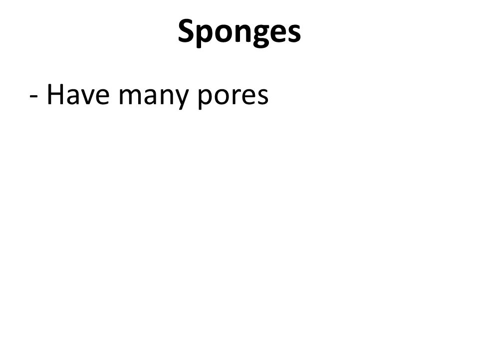 Sponges - Have many pores