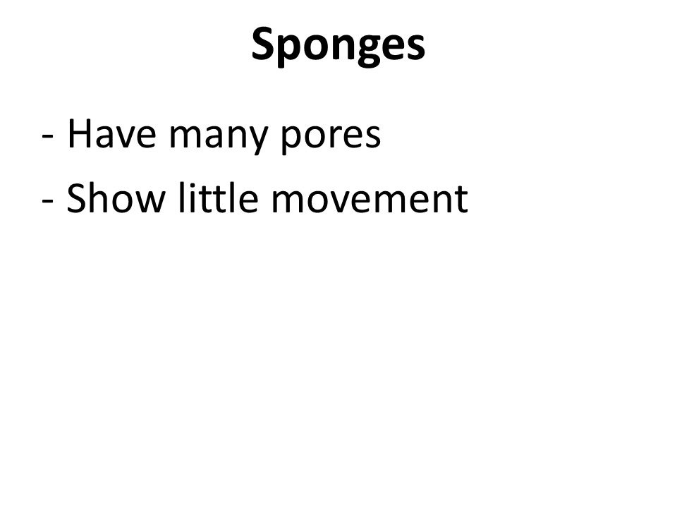 Sponges -Have many pores -Show little movement