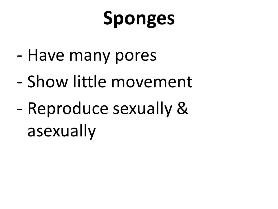 Sponges -Have many pores -Show little movement -Reproduce sexually & asexually