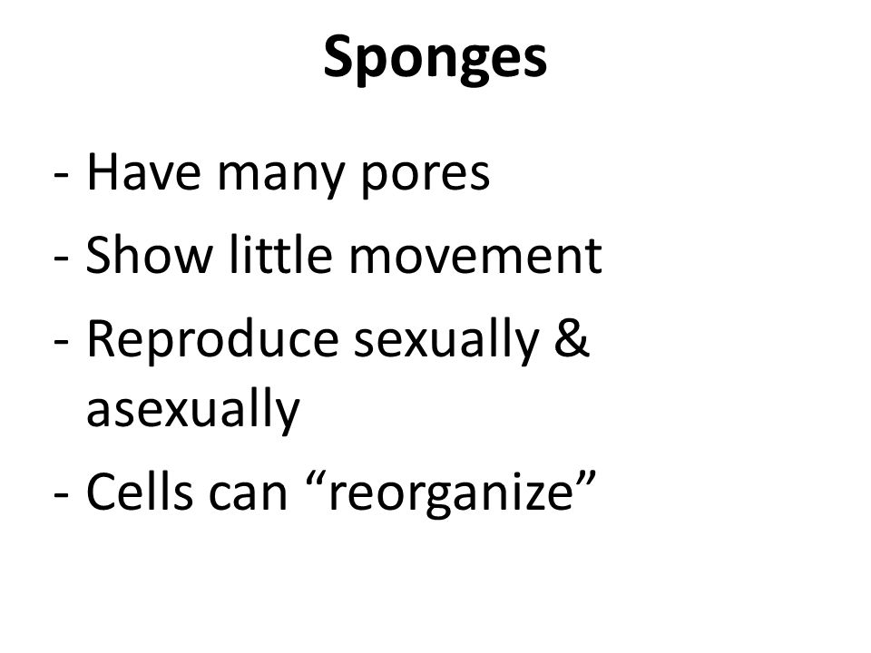 Sponges -Have many pores -Show little movement -Reproduce sexually & asexually -Cells can reorganize