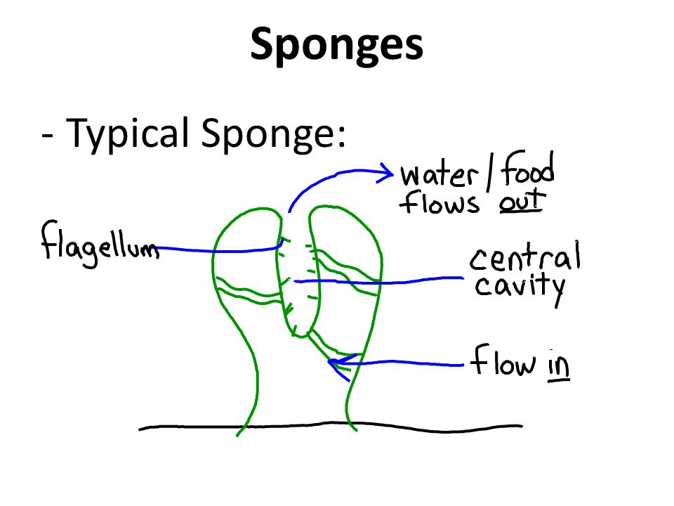 Sponges -Typical Sponge: