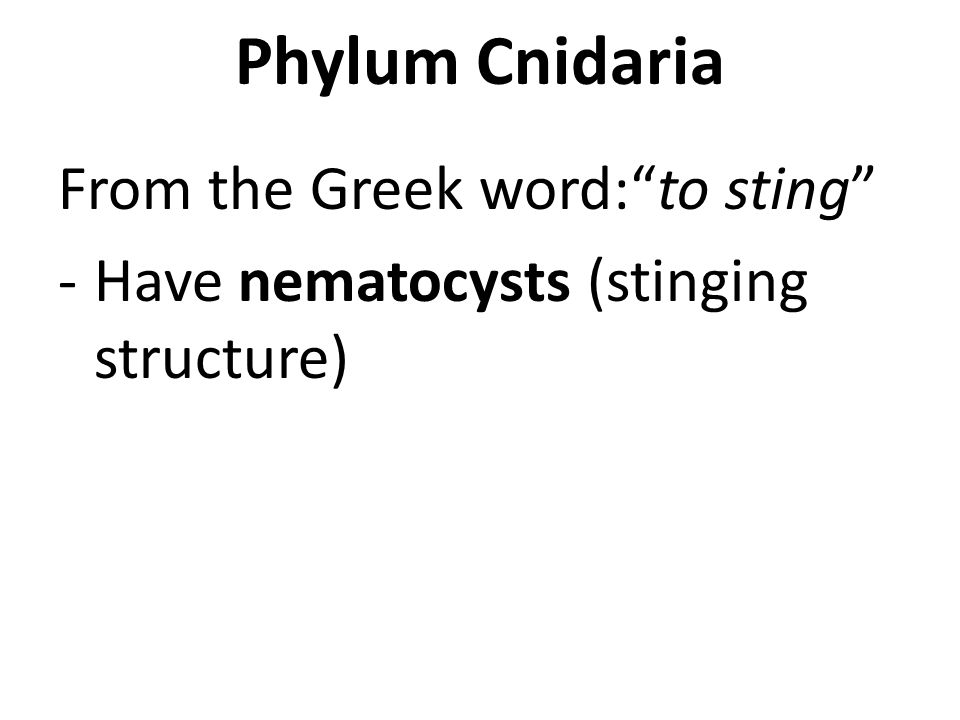 Phylum Cnidaria From the Greek word: to sting -Have nematocysts (stinging structure)