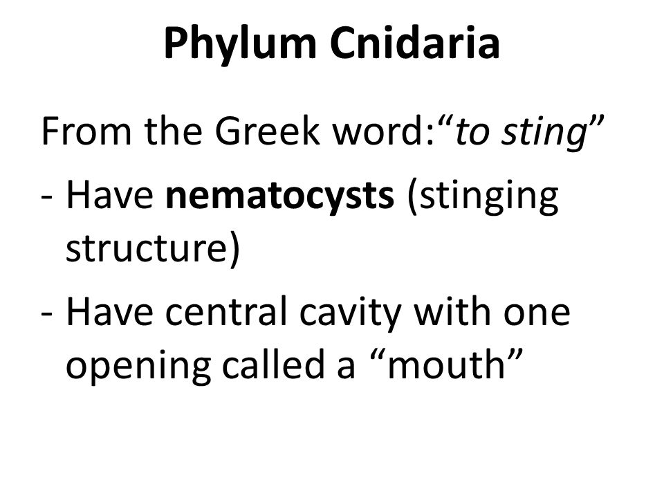 Phylum Cnidaria From the Greek word: to sting -Have nematocysts (stinging structure) -Have central cavity with one opening called a mouth