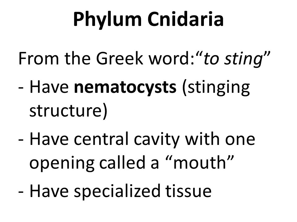 Phylum Cnidaria From the Greek word: to sting -Have nematocysts (stinging structure) -Have central cavity with one opening called a mouth -Have specialized tissue