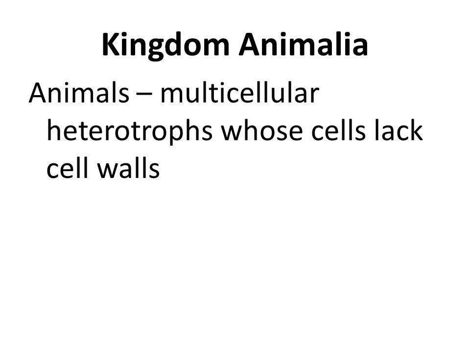 Animals – multicellular heterotrophs whose cells lack cell walls
