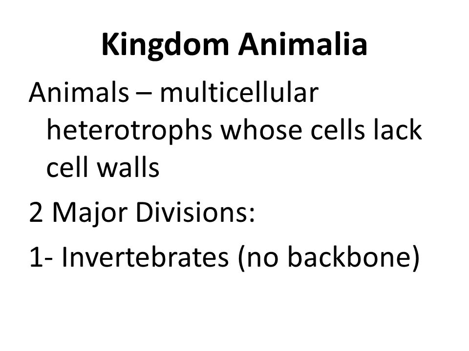 Kingdom Animalia Animals – multicellular heterotrophs whose cells lack cell walls 2 Major Divisions: 1- Invertebrates (no backbone)