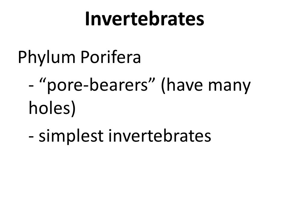 Invertebrates Phylum Porifera - pore-bearers (have many holes) - simplest invertebrates
