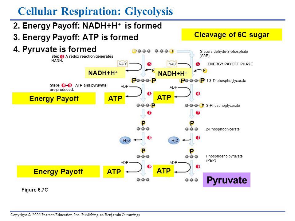 breathing and respiration cellular aerobic respiration