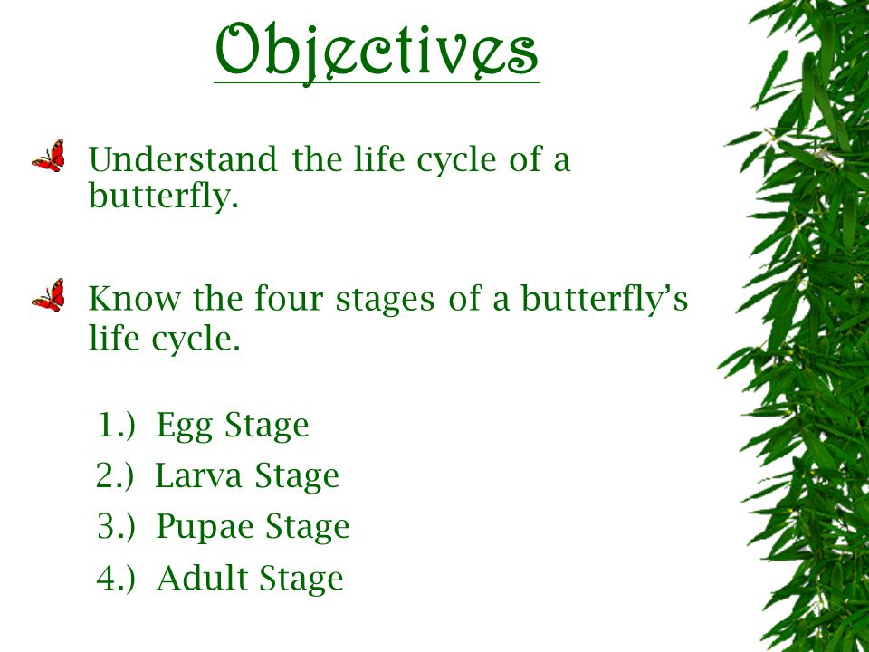 A Butterfly s Life Cycle