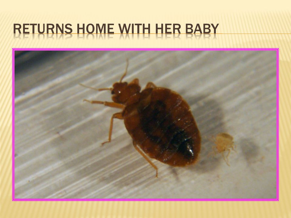 where do bed bugs lay eggs white bed where do bed bugs lay eggs