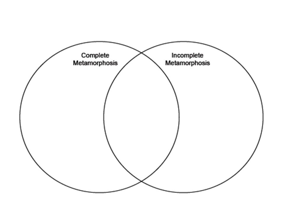 venn diagram of complete and incomplete metamorphosis complete the venn diagram