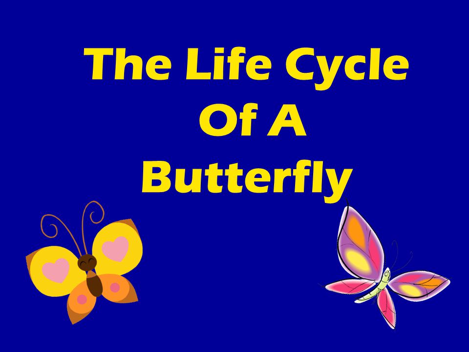 The Life Cycle Of A Butterfly