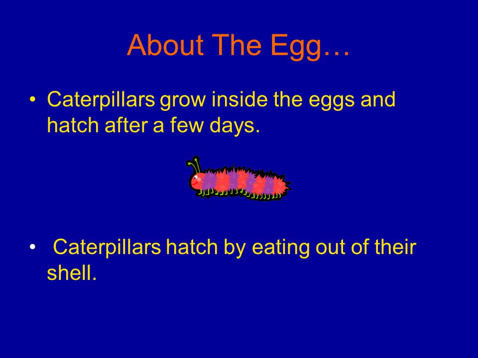 About The Egg… Caterpillars grow inside the eggs and hatch after a few days.
